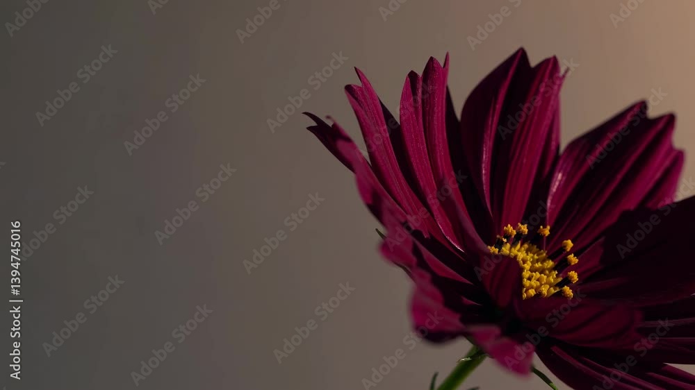 Poster close-up view of a maroon flower with intricate petals and vibrant details illuminated by soft light