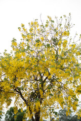 yellow maple leaves