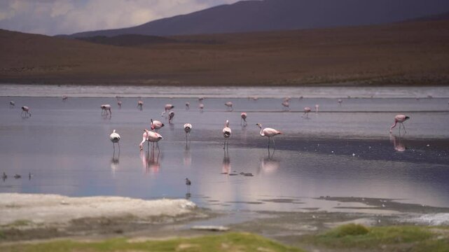 "Flock of Flamingos Feeding in Laguna Ca&ntilde;apa, Bolivia &ndash; Wild Birds with Volcanic Andes in the Background"