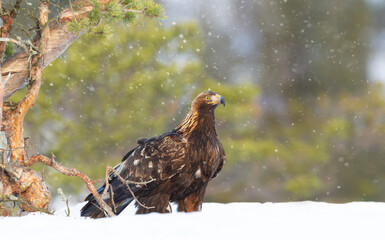 Golden eagle standing in snow in winter