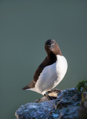 Portrait of a Razorbill perched on a sea cliff