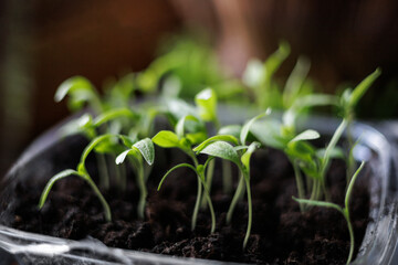 close up green pepper seedlings in plastic box. seedlings for sale. spring preparation for gardening