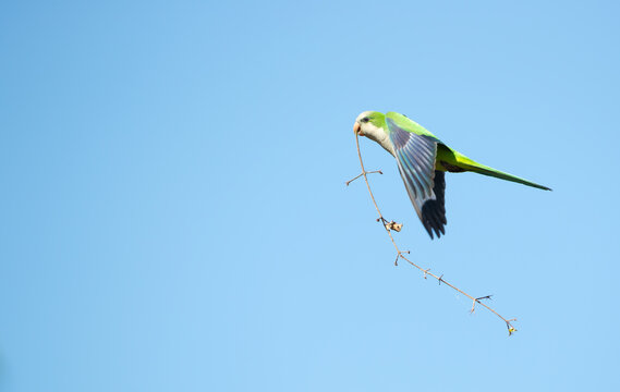 Monk parakeet in flight with nesting material in its beak