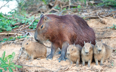 Portrait of a Capybara mother with group of pups standing on a river bank