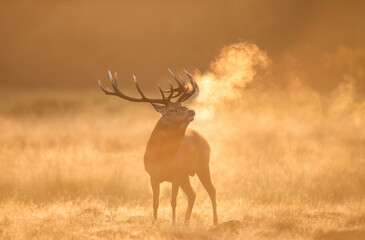 Red deer stag calling at sunrise during the rut in autumn