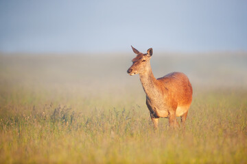 Red deer hind standing in green grass in spring