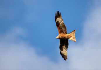 Red kite in flight against blue sky