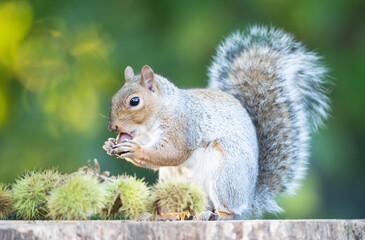 Grey squirrel eating sweet chestnut fruit in autumn