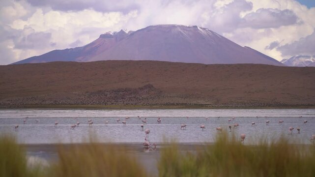 "Flock of Flamingos Feeding in Laguna Ca&ntilde;apa, Bolivia &ndash; Wild Birds with Volcanic Andes in the Background"
