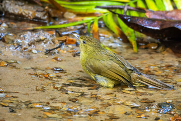 Cachar bulbul or Iole cacharensis seen at Dosdewa in Karimganj, Assam, India