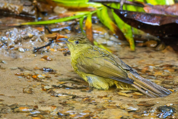 Cachar bulbul or Iole cacharensis seen at Dosdewa in Karimganj, Assam, India