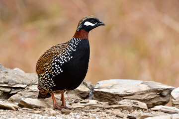 Black francolin