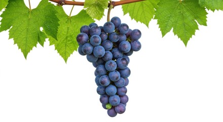 Obraz premium A bunch of dark grapes hanging from a vine with green leaves against a white background backdrop view isolated on white background