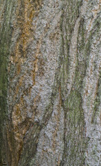 Obraz premium Beautiful close-up of the bark of terminalia australis