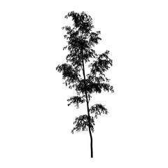 isolated tree silhouette