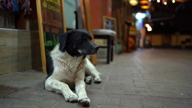 "Black-and-White Stray Dog Resting on Narrow Street in Aguas Calientes Near Tourist Shops"