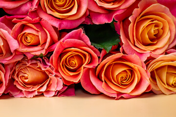 Bouquet of pink roses on a peach-colored background, in pastel colors