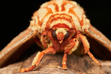 closeup view of purple moth resting on twig