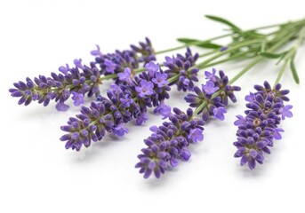 Lavender sprigs with purple flowers lying on a plain white surface in a close up studio shot view isolated on white background
