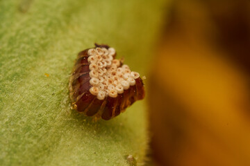 Insect Eggs on Green Leaf