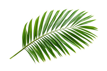 Obraz premium Vibrant palm leaf illustration