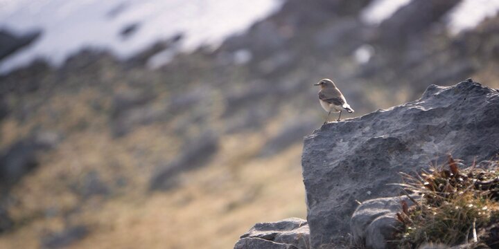 Bird standind on a rock and looking to the valley