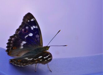  butterfly on a violet background