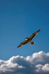 Obraz premium there is a bird flying in the sky with a cloudy background