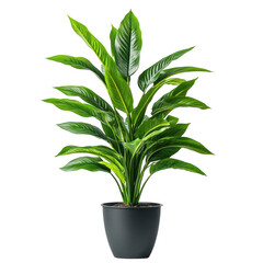 Lush indoor plant in dark pot