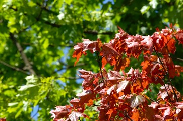 red maple leaves in autumn