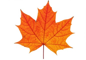 A single orange maple leaf with detailed veins isolated against a white background in close up view isolated on white background