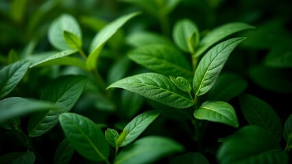 Green Leaves Close Up Nature Scene