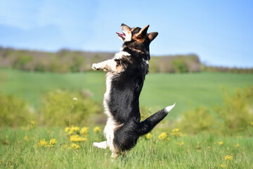 A Pembroke Welsh Corgi dog in a field in spring performs a trick: standing on his hind legs with...