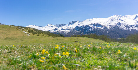 Panorama of the mountain peaks covered with snow seen from a green meadow with daffodil flours on it on a sunny day