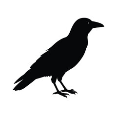 Obraz premium Raven Silhouette With Shadow Silhouette