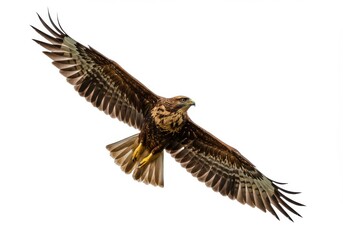 A soaring hawk with outstretched wings against a plain white background in a clear view shot isolated on white background