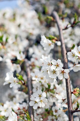 white cherry blossom in spring