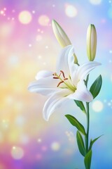 Fototapeta premium Elegant white lily bloom with soft pastel bokeh background capturing floral beauty and serene mood for stock photography