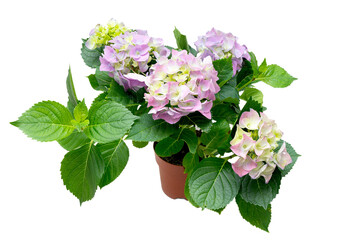 lush flowering bush of purple hydrangea in a pot cut out on a white background