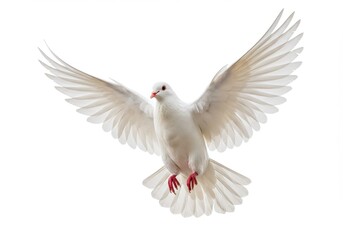 Obraz premium A white dove with outstretched wings flying against a plain white background in a close up shot isolated on white background