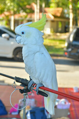 portrait white cockatoo free flying  parrot.