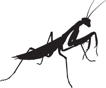 black praying mantis silhouette on white clip art preview
