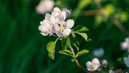 spring blooming of white flowers on a tree branch