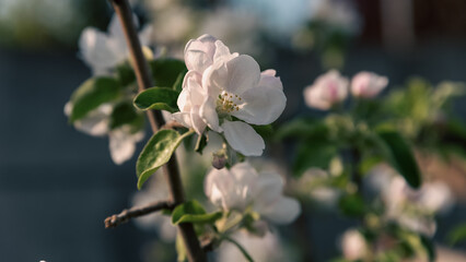 spring blooming of white flowers on a tree branch