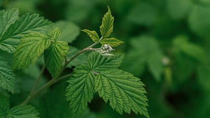 green fresh leaves of the plant