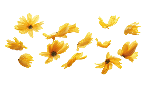 Scattered yellow flower petals - Powered by Adobe
