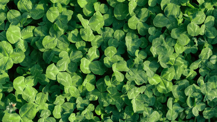 green fresh leaves of the plant