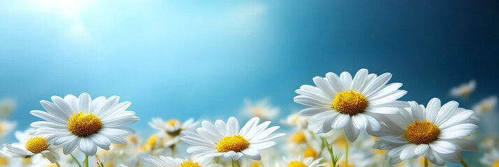Fototapeta premium Beautiful Daisy Flowers in a Sunlit Meadow Under Clear Blue Skies