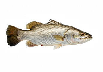 Naklejka premium Barramundi on a white background