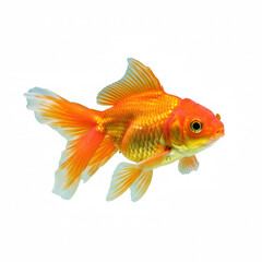 Fototapeta premium Goldfish on a white background